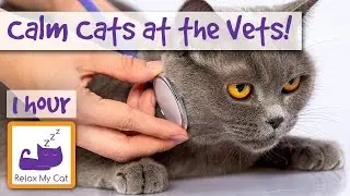 Calming Cat Music if Your Cat is Scared of the Vets - Play this Music Before and After the Vets 🐱