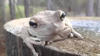 Friendly Frog