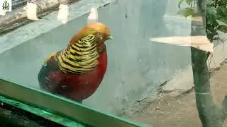 Birds Video