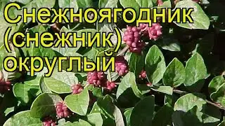 Снежноягодник округлый. Краткий обзор, описание характеристик symphoricarpos orbiculatus