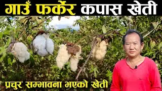 गाउँ फर्केर कपास खेती गरिरहेका देब - Cotton farming in Nepal | Dev Kumar Rai