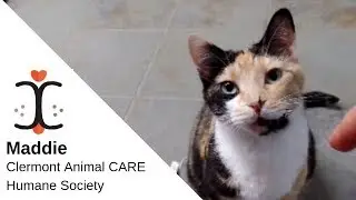 Maddie: Clermont Animal CARE Humane Society