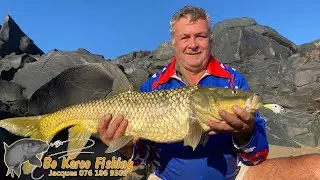 Yellowfish Fever