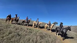 Gaited Trail Ride - Harvey Bear, San Martin, Ca - Trooper -Gaited Horse Training