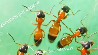 évolution depuis le début : Opisthopsis rufithorax