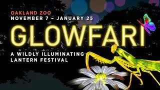 Glowfari at Oakland Zoo!