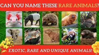 Exotic Animal Quiz: Test Your Knowledge of Rare Species