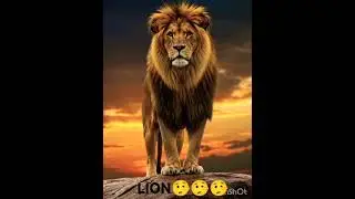 LION PICTURES