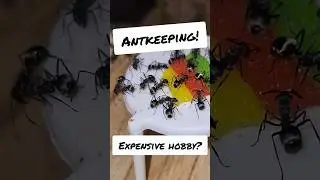 Antkeeping as a hobby! (A cheap one)