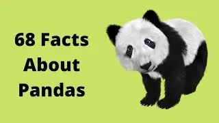 68 Facts About Panda Bears  ( Pandas Spend 14 Hours A Day Eating Bamboo )  Facts About Pandas