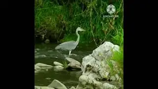 cute birds #birds #birdsinnature #cuteanimals #wildlife #cutebirds  #cutepets #nature