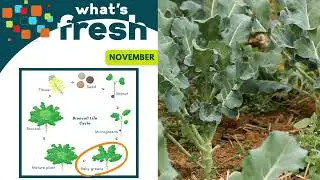 Broccoli Life Cycle