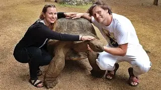 Mauritius - Giant Turtles in La Vanille Nature Park - 4K