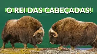 BOI-ALMISCARADO! VIVE NAS ÁREAS MAIS GELADAS DO MUNDO! É CAÇADO POR LOBOS E BRIGAM BATENDO A CABEÇA!