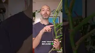 Transform 1 Monstera Cutting into 20 New Plants!