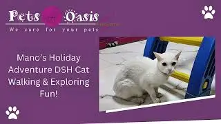 Mano&rsquo;s Holiday Adventure | DSH Cat Walking & Exploring Fun!