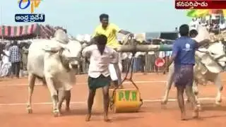 All India Ongole Bull Competitions Going on Grandly in Nellore Dist