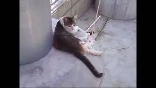 Stray cat fishing??　Playing with Japan stray cats and Fishing rod type cat toys . Cute Brown tabby.