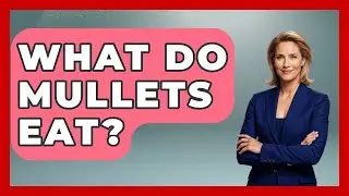 What Do Mullets Eat? - The Marine Life Explorer