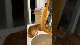 Mirror Madness 😺 | Super Cute and Unexpected Cat Reactions Compilation