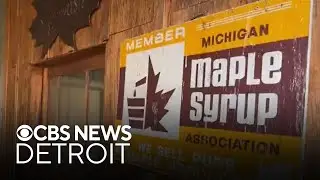 The impact of Michigan's warm winter on maple syrup production