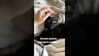 #comedy #cat #кот