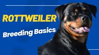 Rottweiler Breeding Basics: Dispelling Common Myths
