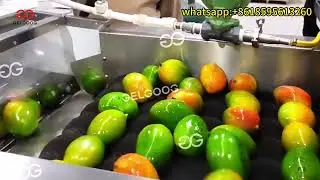 Mango Washing Waxing And Grading Line
