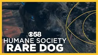 Meet Bella: One of the Wisconsin Humane Society's newest intakes who has a leg up on life