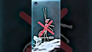 🤔WHY IN ISLAM🌙KILLING OF ANTS IS PROHIBITED⚡ |📿ISLAMIC INFORMATION ✍️ | #shorts