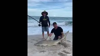 Mullet Run September 2021 (Catching Sharks) Melbourne FL