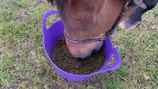 Horse eating Simple System HayCare hay replacer