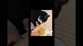 le migliori marche di cibo per gatti grain free