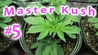 Master Kush | Nirvana Seeds | Indoor Grow Week 5