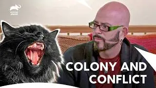 Jackson Galaxy Tackles Feral Cats And Frenemies | My Cat From Hell S7 E7,9,10 | Animal Planet