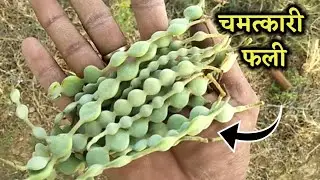 Ayurvedic Benefits of Babool: खज़ाने से भी कीमती हैं बबूल की फली, गोंद से छाल तक सब कुछ