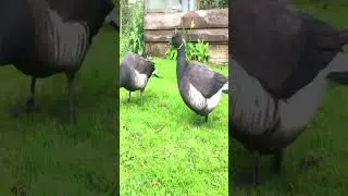 Heavy, Gravid, Pregnant, Expectant what ever this Pacific Brent goose must lay any day now  #pacific