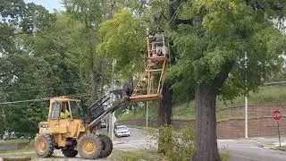 Tree Maintenance Professionals