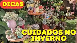 5 DICAS DE COMO CUIDAR DAS SUCULENTAS NO INVERNO