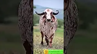 Jay Gaumata #cow #yshorts #gaumata