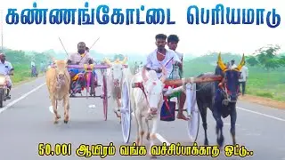 தேவக்கோட்டை பெரியமாடு பந்தயம் 16,11,2025