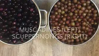 Making Muscadine And Scuppernong Jelly