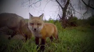 Momma Fox & Fitz the Kit