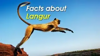 10 Facts about Langur | India's Terrestrial Monkey