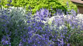Walker’s Low Catmint or Walker’s Low Nepeta (Nepeta x faassenii ‘Walker’s Low’)