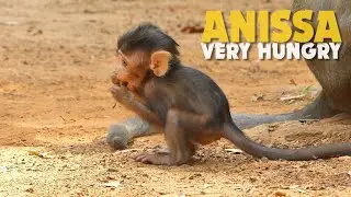 Hungry!!! Tiny Baby Monkey Anissa Decide Random Pick Anything to Eat After Mum Reject Nursing