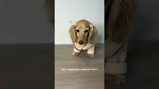 Lyla&rsquo;s Girl Boss Dog Fashion 🧥 | Preppy Sweater Looks from FURB, Part 2
