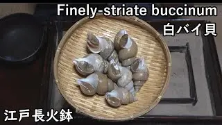 白バイ貝-Finely-striate buccinum-【Japanese food 江戸長火鉢】