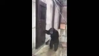 Godzilla vs Kong meme