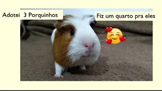 ADOTEI 3 PORQUINHOS DA INDIA E FIZ UM QUARTO PRA ELES